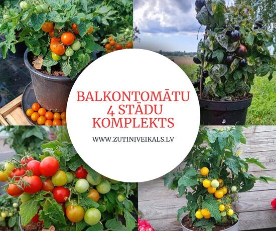Balkona tomāti stāvie (sarkani/dzelteni/violeti/oranži) 4gb AR IEKĻAUTU SŪTĪŠANU